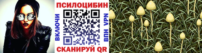 Псилоцибиновые грибы Psilocybe  Зеленогорск 